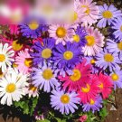 Super Seeds Drought Tolerant Aster Dwarf Rainbow Mixed Beautiful Flwoer 400+ Pcs