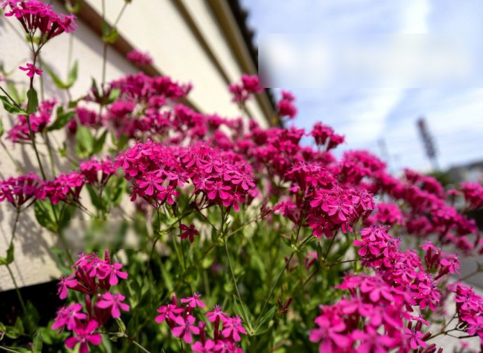 Super Seeds Silene armeria Carchfly Rubra Electra Beautiful Flower 4000 Pcs