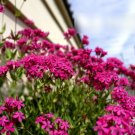 Super Seeds Silene armeria Carchfly Rubra Electra Beautiful Flower 4000 Pcs