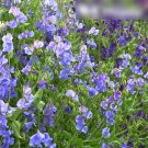Super Seeds Lathyrus Sweet Pea Old Spice Light Blue Beautiful Flower 30+ Pcs