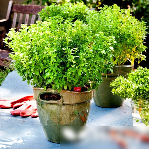 Super Seeds Ocimum Basilic Herb Dwarf Compact Basil Minette Small Leaved 500 Pcs