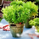 Super Seeds Ocimum Basilic Herb Dwarf Compact Basil Minette Small Leaved 500 Pcs