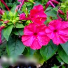 Super Seeds Mirabilis jalapa Fluorescent Four oclock Flower Violet Pink 40+ Pcs