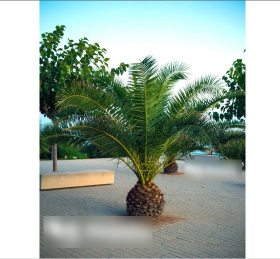Super Seeds Phoenix canariensis Canary Island Palm 5 Pcs