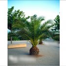 Super Seeds Phoenix canariensis Canary Island Palm 5 Pcs