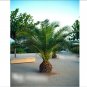 Super Seeds Phoenix canariensis Canary Island Palm 5 Pcs
