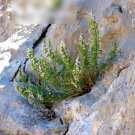 Super Seeds Balcan Micromeria thymifolia Oregano Thyme herb Balkan Mint 200 Pcs