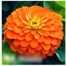 Super Seeds Giant Zinnia Dahlia Orange King Beautiful Flower 200+ Pcs