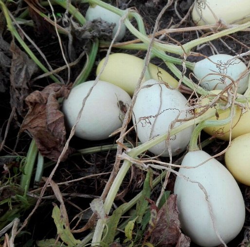 Super Seeds Cucurbita pepo Gourd Nest Egg White 10+ Pcs