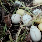 Super Seeds Cucurbita pepo Gourd Nest Egg White 10+ Pcs