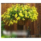 Super Seeds Arizona beggarticks Bidens Aurea Bur Marigold 100+ Pcs