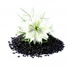 Super Seeds Nigella sativa Herb Black Cumin 1000 Pcs