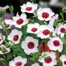 Super Seeds Linum Grandiflorum Flax Bright Eyes 500 Pcs