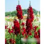 Super Seeds Antirrhinum majus maximum Snapdragon Tall Ruby Red 1000+ Pcs
