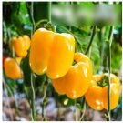Super Seeds Vegetable Sweet Pepper Aphrodite 70 Pcs