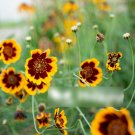 Super Seeds Cosmidium Burridgeanum Mahogany Yellow Edge Brunette 300+ Pcs