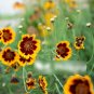 Super Seeds Cosmidium Burridgeanum Mahogany Yellow Edge Brunette 300+ Pcs