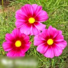 Super Seeds Cosmos Bipinnatus Flower Radiance 300 Pcs