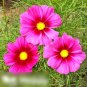 Super Seeds Cosmos Bipinnatus Flower Radiance 300 Pcs