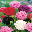 Super Seeds Breadseed poppy Peony Double Flower 1000 Pcs