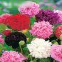 Super Seeds Breadseed poppy Peony Double Flower 1000 Pcs