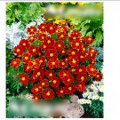 Super Seeds Tagetes patula nana French Marigold Single Favorite Red 100+ Pcs
