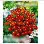 Super Seeds Tagetes patula nana French Marigold Single Favorite Red 100+ Pcs