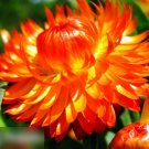 Super Seeds Helichrysum bracteatum Strawflower Orange 900 Pcs