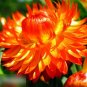 Super Seeds Helichrysum bracteatum Strawflower Orange 900 Pcs