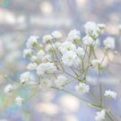 Super Seeds Gypsophila paniculata Babys Breath Snowflakes 500 Pcs