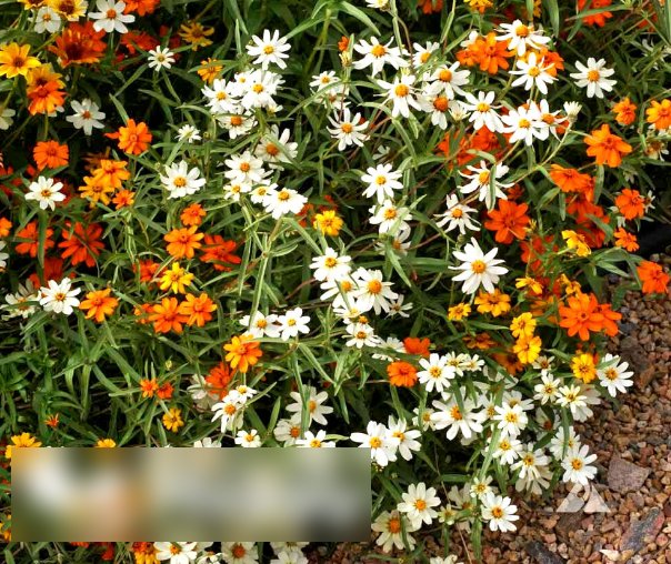 Super Seeds Zinnia linearis Classic Beautiful Flower 400 Pcs