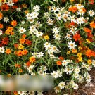 Super Seeds Zinnia linearis Classic Beautiful Flower 400 Pcs