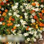 Super Seeds Zinnia linearis Classic Beautiful Flower 400 Pcs