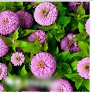 Super Seeds Dream Zinnia Dahlia Pastel Beautiful Flower 300+ Pcs
