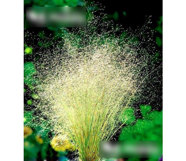 Super Seeds Agrostis nubelosa Cloud Grass 1000+ Pcs