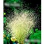 Super Seeds Agrostis nubelosa Cloud Grass 1000+ Pcs
