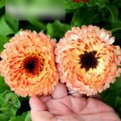 Super Seeds Calendula officnals Apricot pink shades Pot Marigold Sunset Buff 100+ Pcs