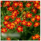 Super Seeds Tagetes tenuifolia Signet Marigold Red Gem 400+ Pcs