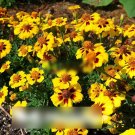 Super Seeds Tagetes patula Dwarf French Marigold Legion Of Honour 300+ Pcs