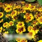 Super Seeds Tagetes patula Dwarf French Marigold Legion Of Honour 300+ Pcs