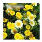 Super Seeds Chrysanthemum glebonis coronarium Crown Daisy Double Mix 400 Pcs