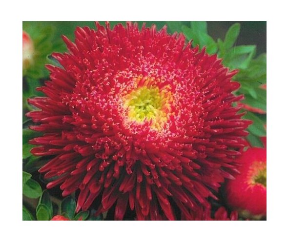 Super Seeds Callistephus Princely Aster Powderpuff Mix 400+ Pcs