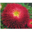 Super Seeds Callistephus Princely Aster Powderpuff Mix 400+ Pcs