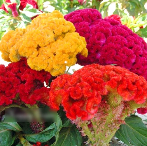Super Seeds Celosia A Cristata Cockscomb Tall Mix 1000 Pcs