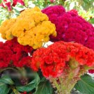 Super Seeds Celosia A Cristata Cockscomb Tall Mix 1000 Pcs