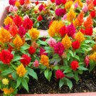 Super Seeds Celosia plumosa nana Dwarf Plumed Cockscomb Glitters Mix 100 Pcs