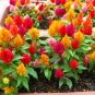 Super Seeds Celosia plumosa nana Dwarf Plumed Cockscomb Glitters Mix 100 Pcs