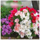 Super Seeds Godetia grandiflora Monarch Mix Clarkia Amoena 4000 Pcs