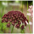 Super Seeds Daucus Carota Ornamental Carrot Purple Kisses 200+ Pcs