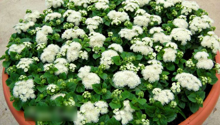 Super Seeds Ageratum houstonianum Floss Flower Dwarf White 2000 Pcs